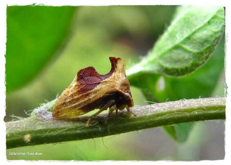 Treehopper (Entylia carinata)