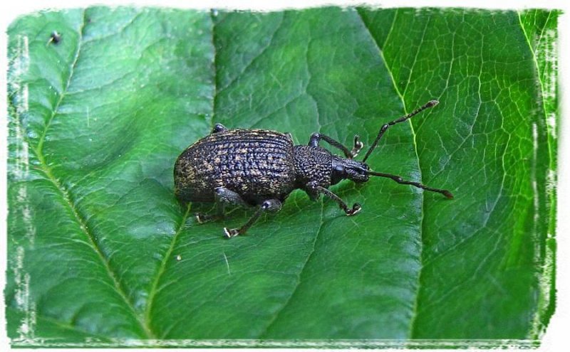 Weevil sp. (Curculionidae)