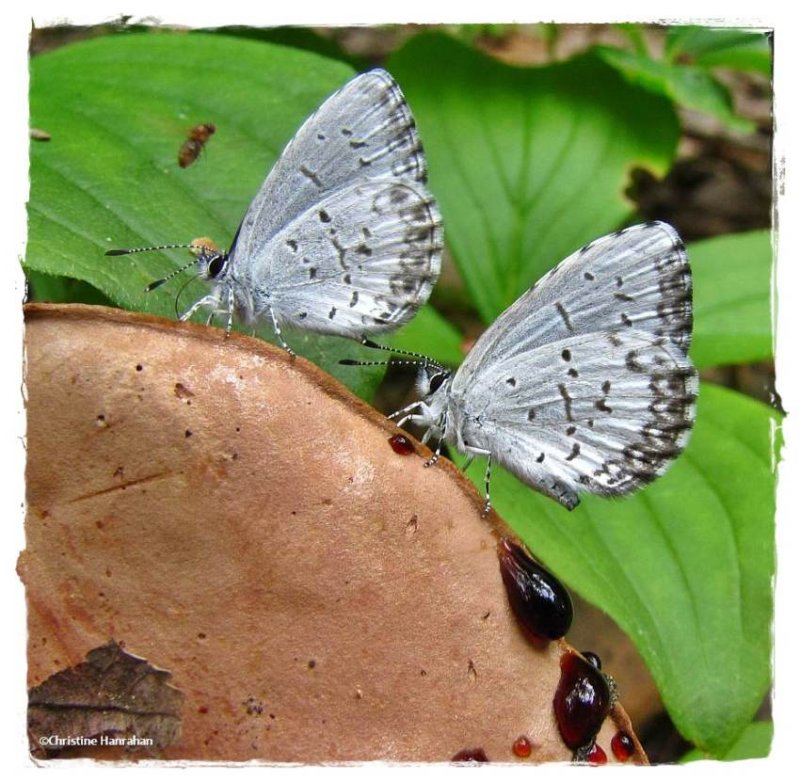 Northern spring azure butterfly  (Celastrina lucia) on Bolete mushroom