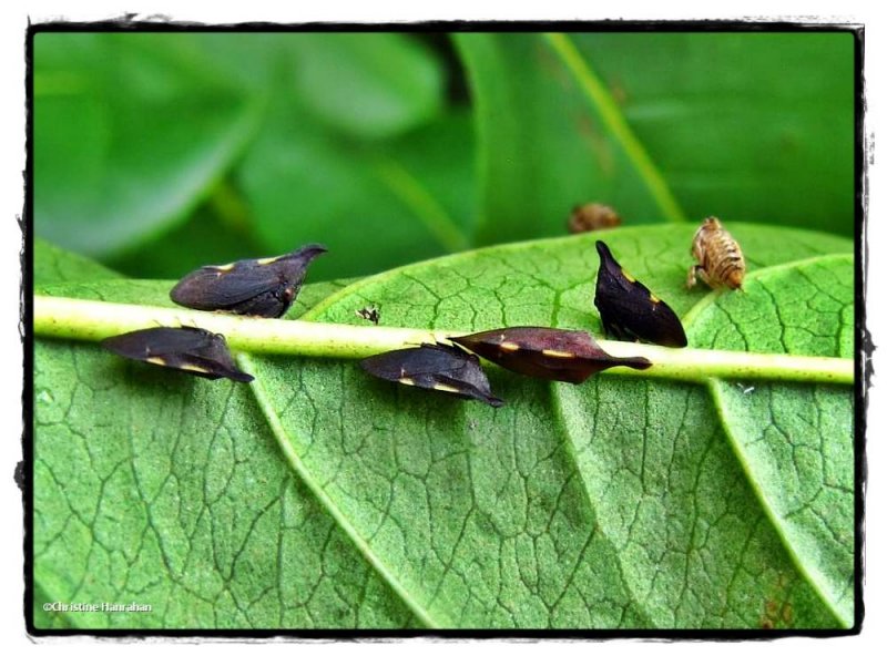 Treehoppers, adults and nymphal cases (Enchenopa)