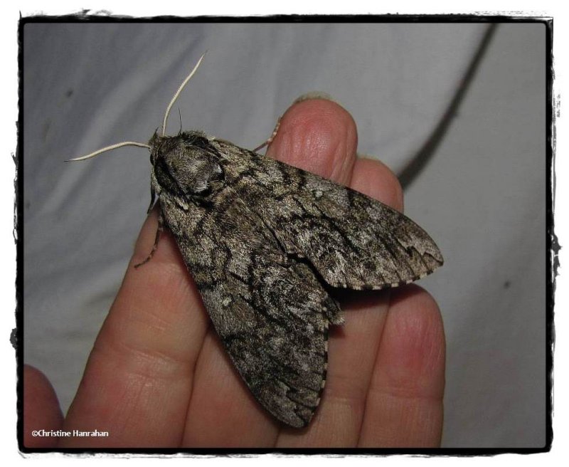 Waved Sphinx moth (Ceratomia undulosa), #7787