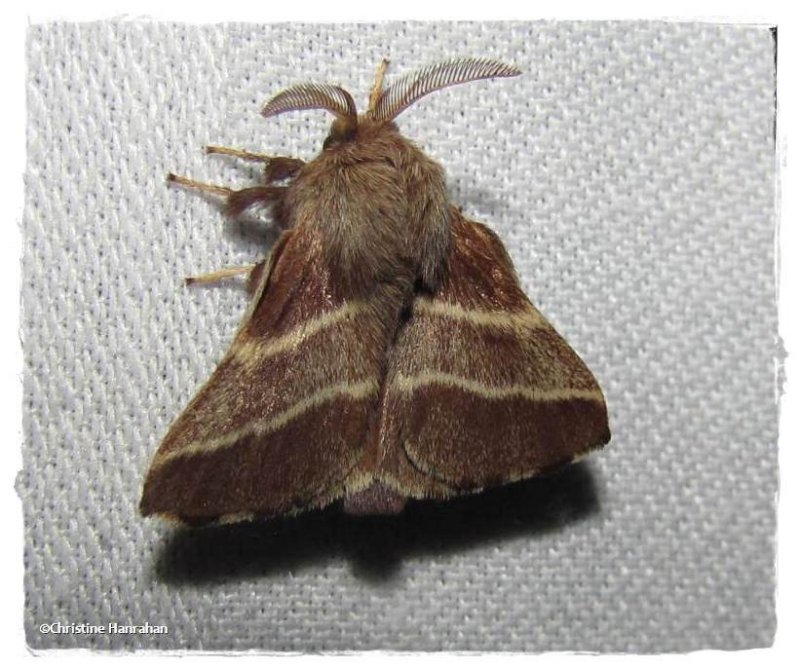 Eastern tent caterpillar moth (<em>Malacosoma americana</em>), #7701