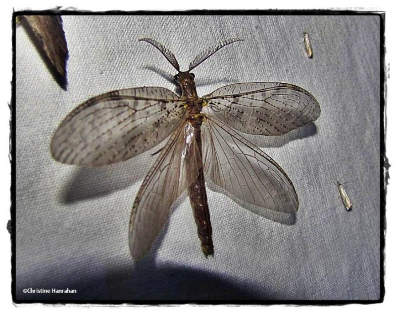 Fishfly(Chauliodes sp.)