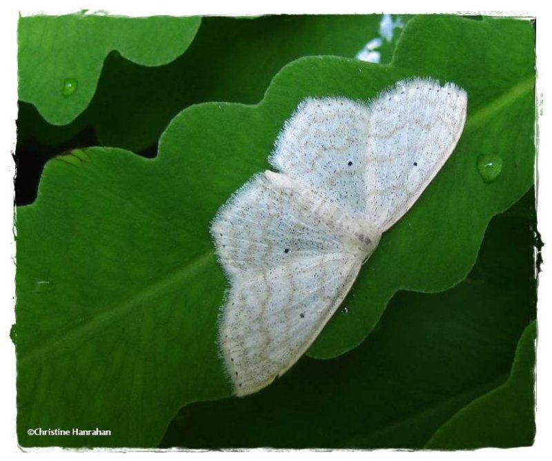 Large lace border moth (Scopula limboundata), #7159