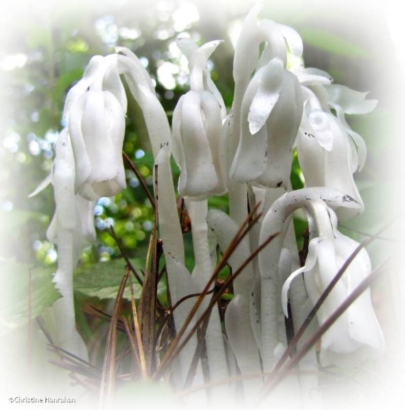 Indian pipe (Monotropa uniflora)