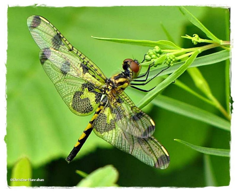 Calico Pennant (Celithemis elisa)