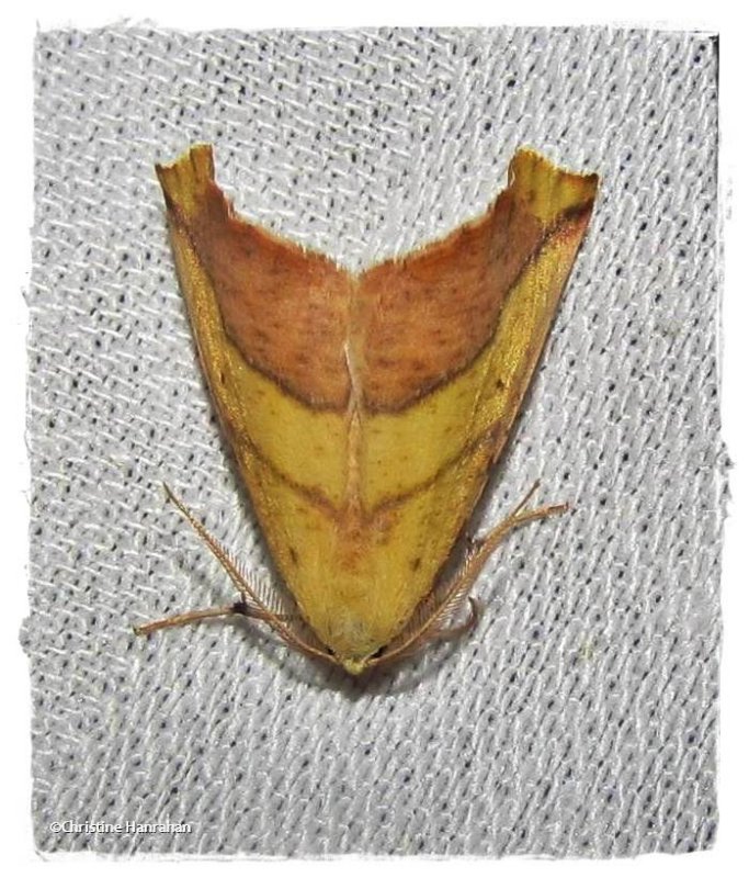 Sharp-lined yellow moth (Sicya macularia), #6912