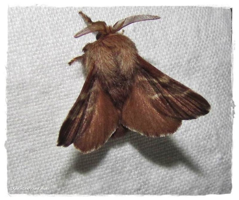 Eastern tent caterpillar moth (Malacosoma americana), #7701