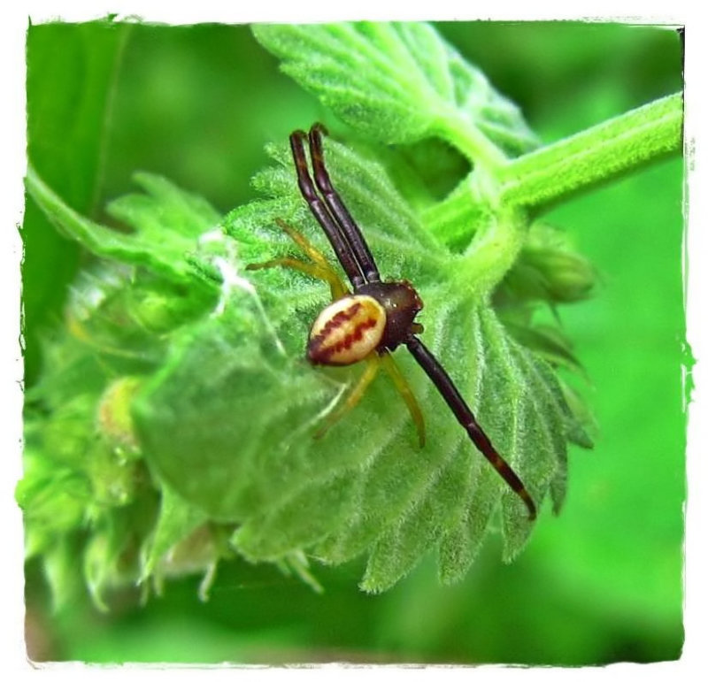 Goldenrod Crab spider, male (Misumena vatia)