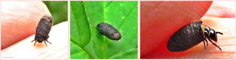 Chrysomelid beetle larval case