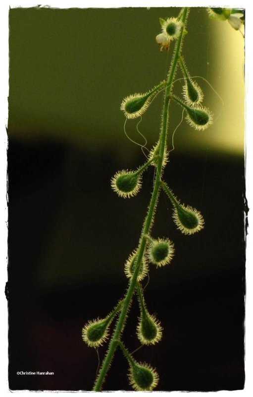 Enchanter's nightshade seeds (Circaea quadrisulcata)