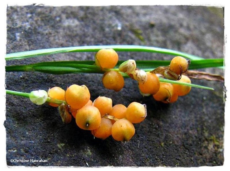 Golden sedge (Carex aurea)