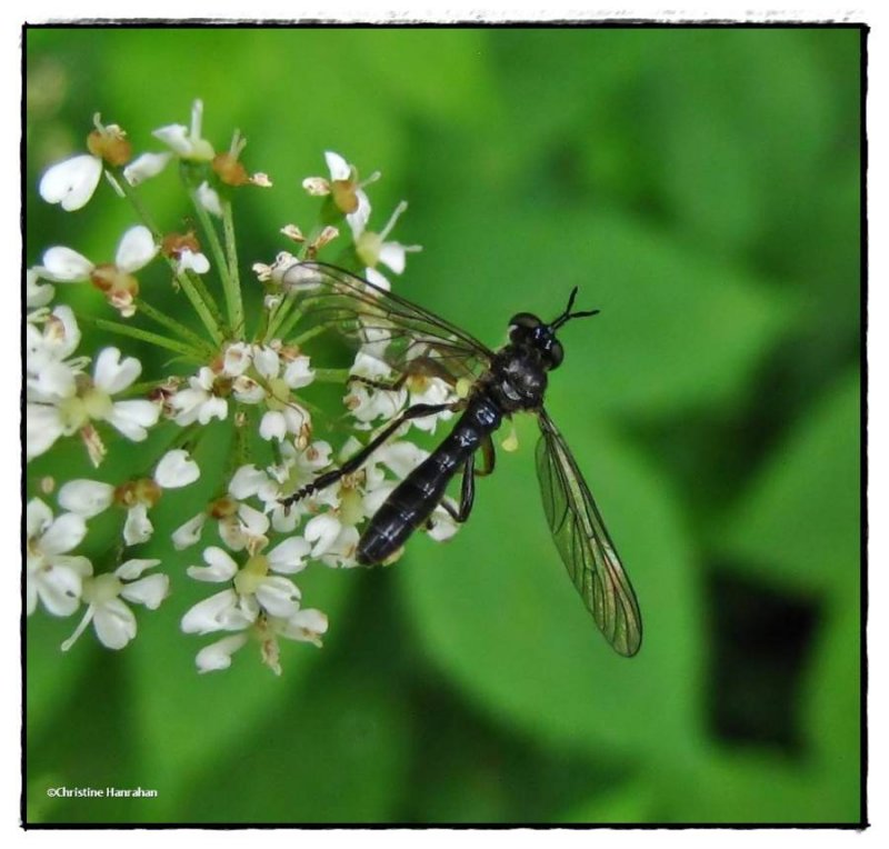 Robber fly (Dioctria hyalipennis)