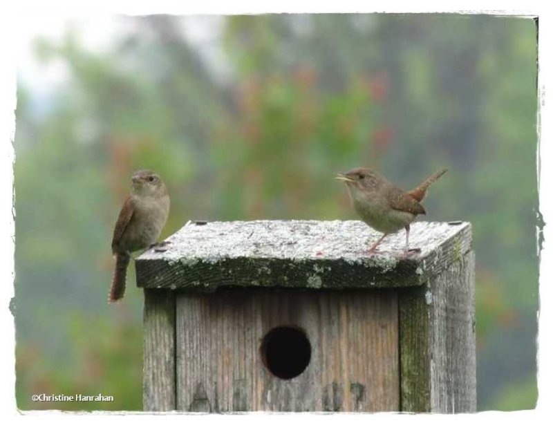 House wrens