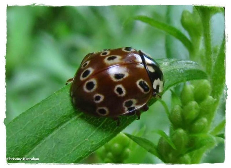 Eye-spotted ladybeetle (Anatis mali)