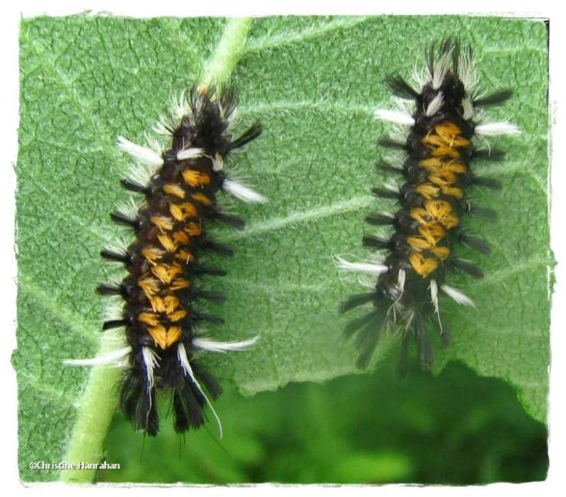 Milkweed tussock moth caterpillars (Euchaetes egle), #8238
