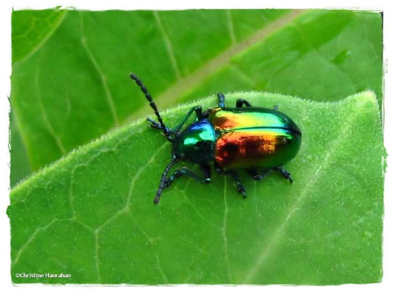 Dogbane beetle (Chrysochus auratus)