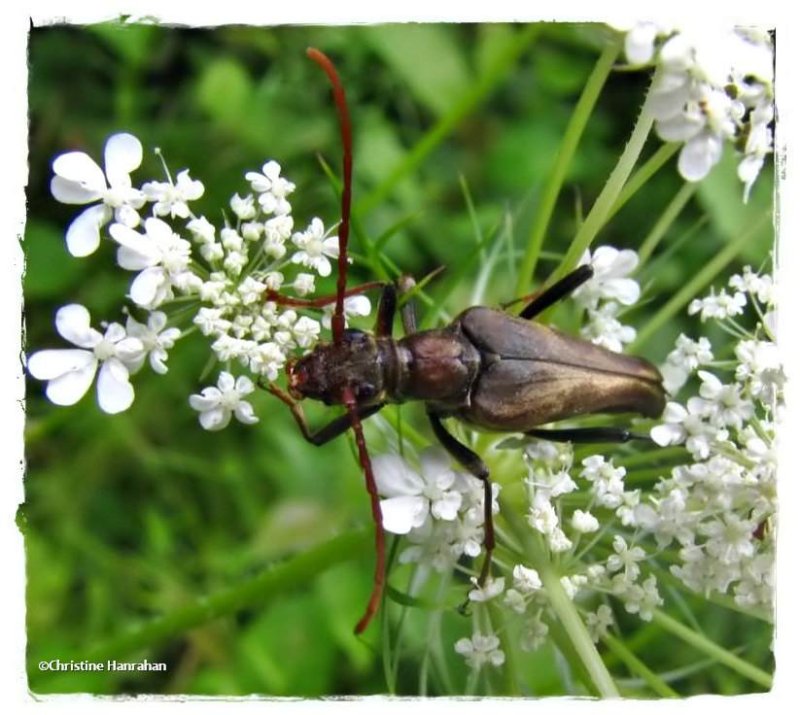 Longhorn beetle (Bellamira scalaris)