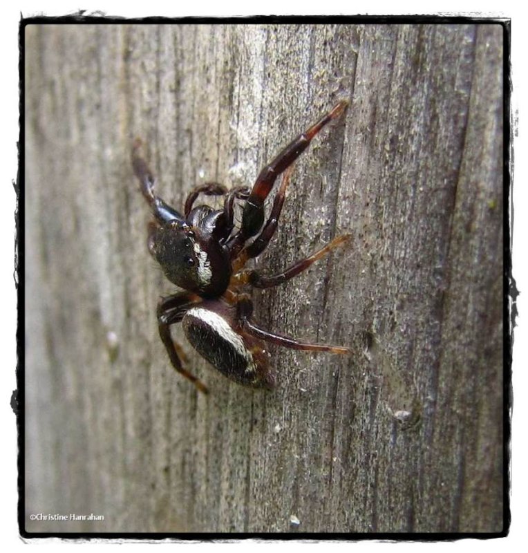 Jumping spider (Evarcha hoyi?)