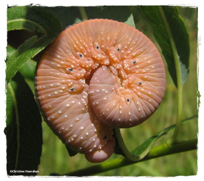 Elm sawfly larva (Cimbex americanus)