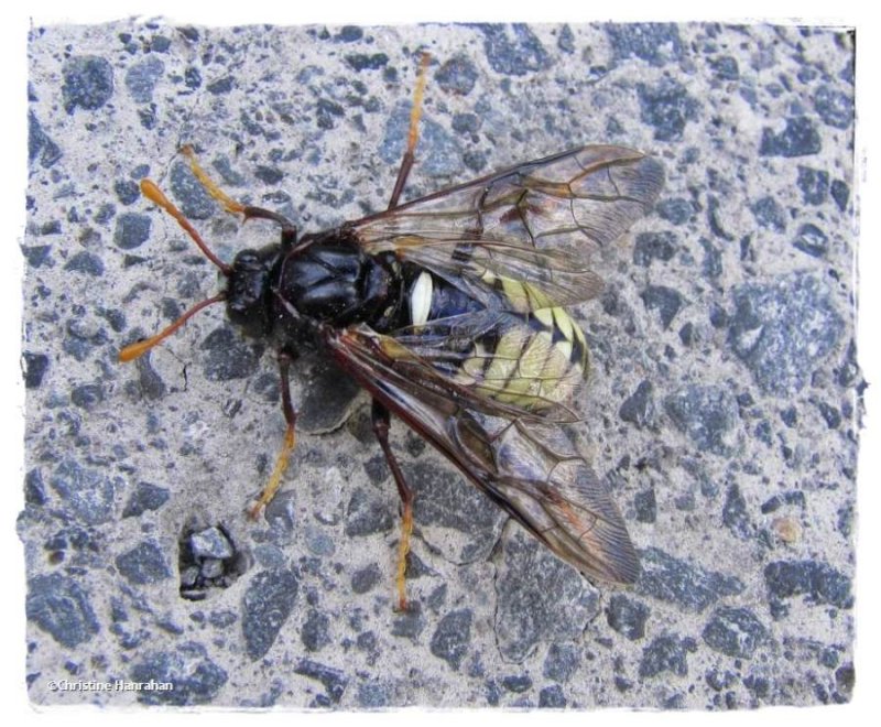 Elm sawfly (Cimbex americana), female