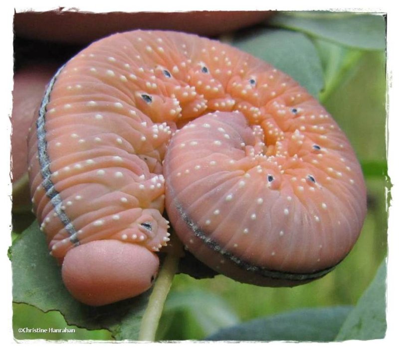 Elm sawfly larva (Cimbex americanus)