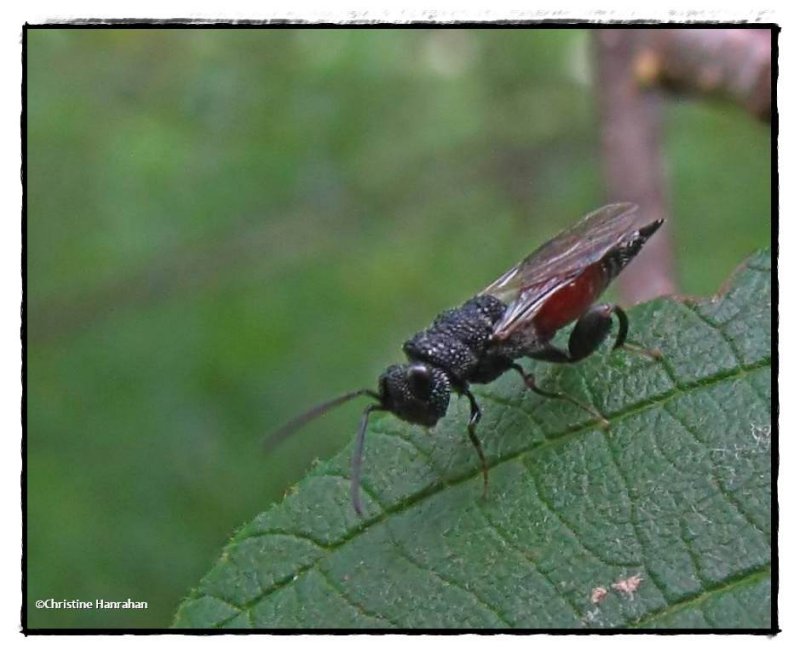 Chalcidid wasp (Phasgonophora sulcata)