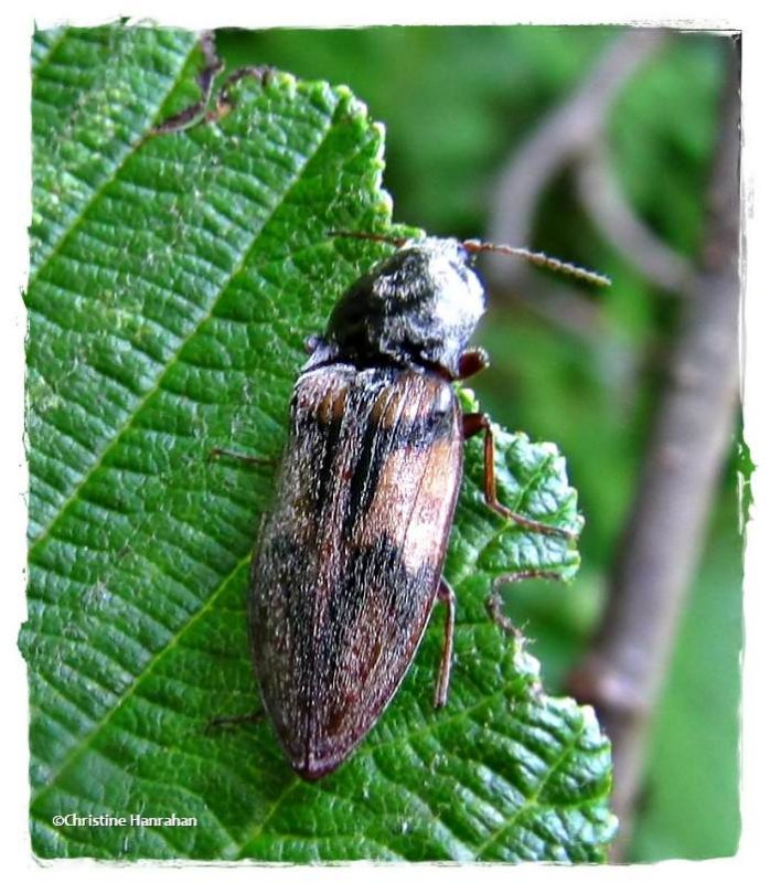 Click beetle (Pseudanostirus)