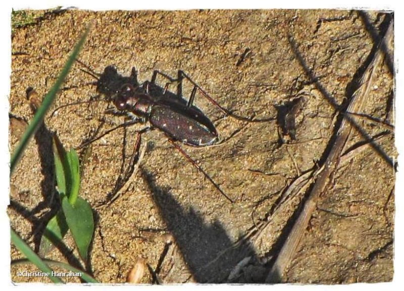 Tiger beetle (<em>Cicindela punctulata</em>)