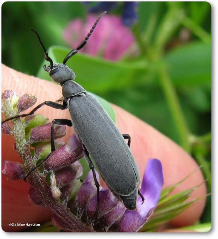 Blister beetle (Epicauta)