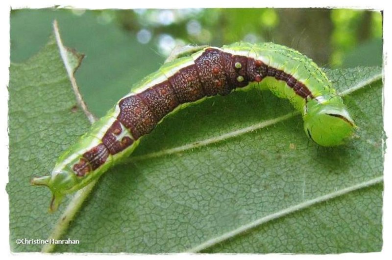 Double-lined prominent caterpillar (Lochmaeus bilineata)  #7999
