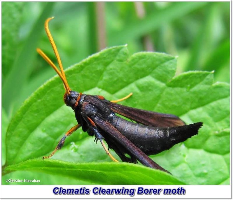 Clematis  clearwing borer moth (Alcathoe caudata), female, #2623