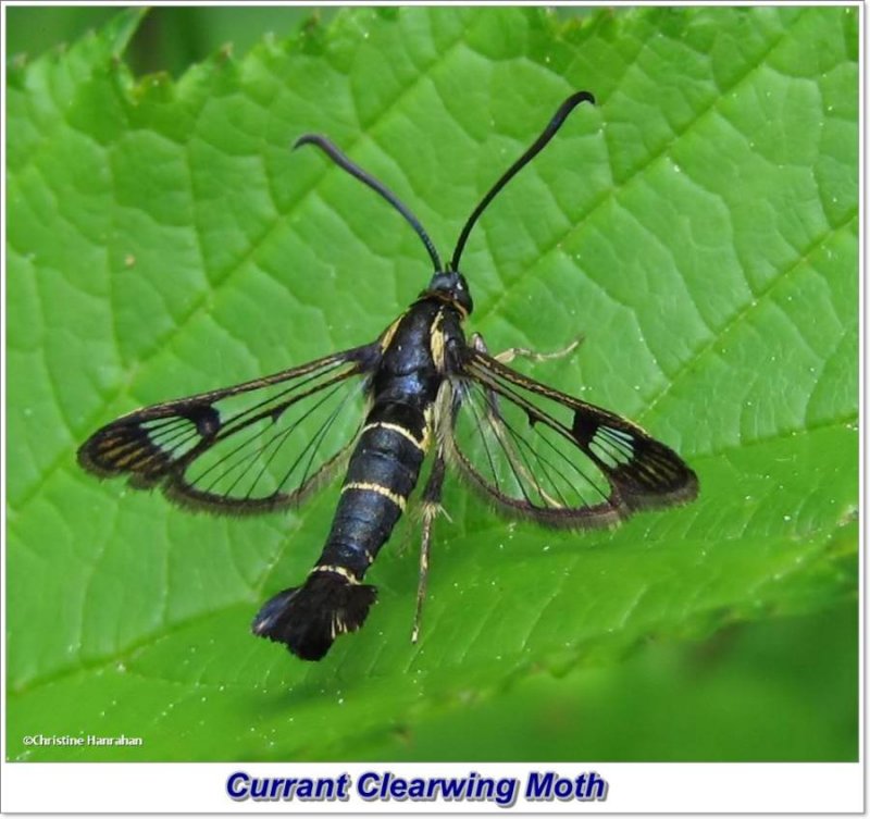 Currant clearwing moth  (Synanthedon tipuliformis), # 2553