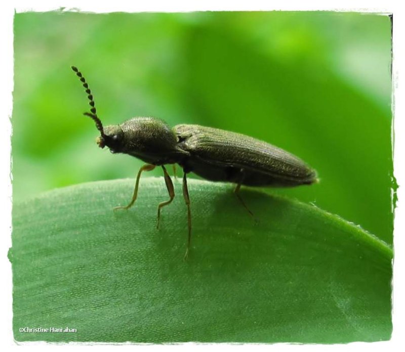 Click beetle (Elateridae)