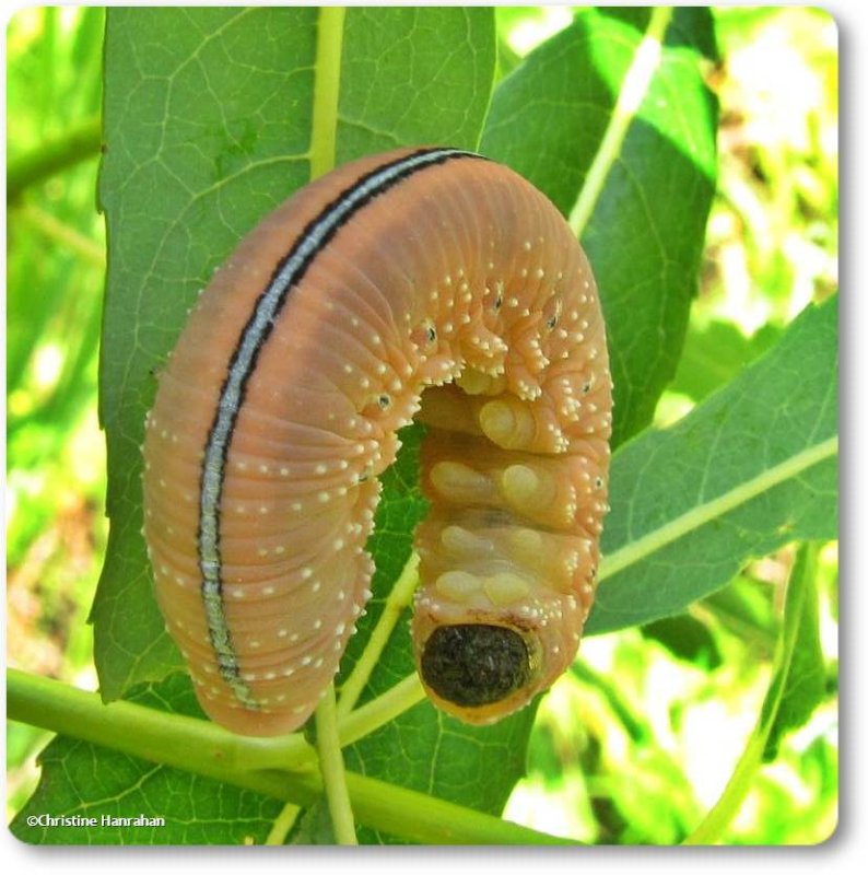 Elm sawfly larva (Cimbex americanus)