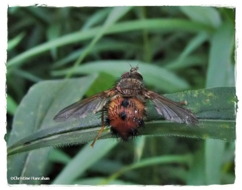 Tachinid fly (Hystricia abrupta)