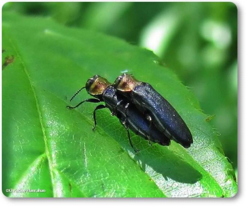 Red-necked cane borer (Agrilus ruficollis)