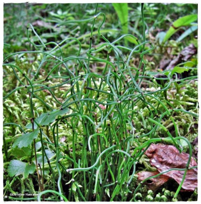 Dwarf scouring rush (Equisetum scirpoides)