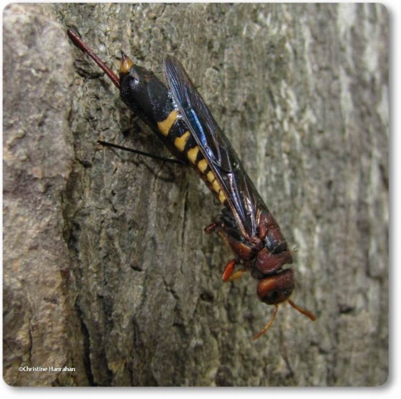 Pigeon horntail (Tremex columba), female