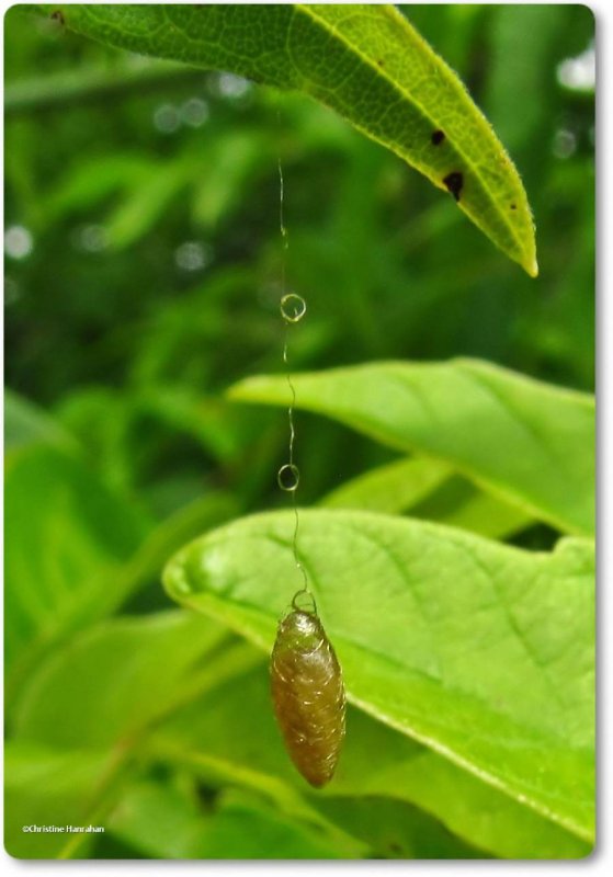 Braconid wasp cocoon, probably Meteorus