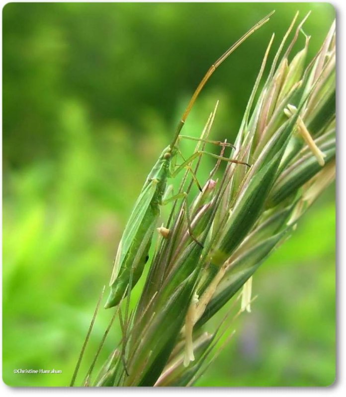 Plant bug (megaloceroea recticornis)