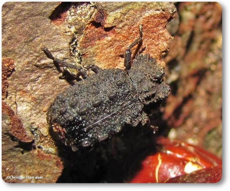 Forked fungus beetle (Bolitotherus cornutus), female