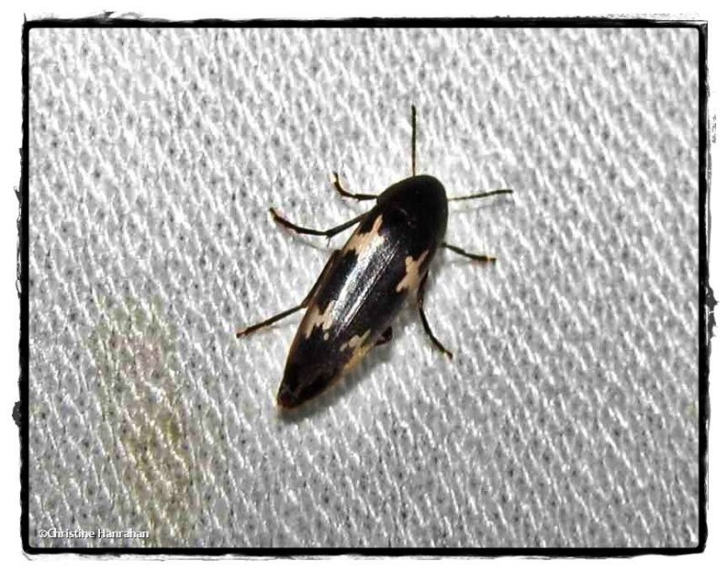 False darkling beetle (Dircaea liturata)