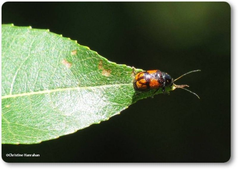 Case-bearing leaf beetle (<em>Bassareus</em>)