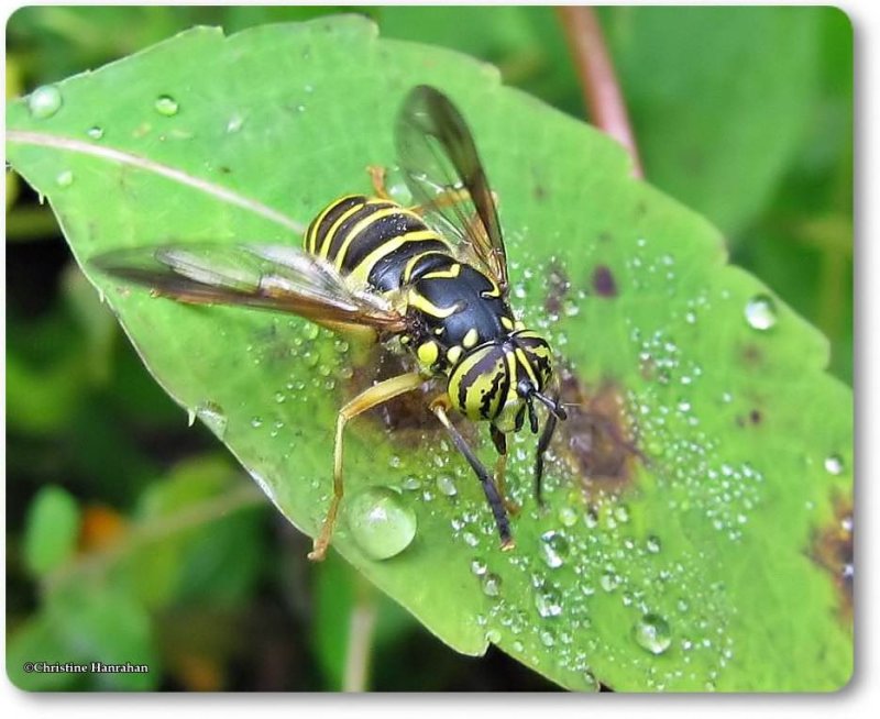 Hover Flies (Genus: Spilomyia)