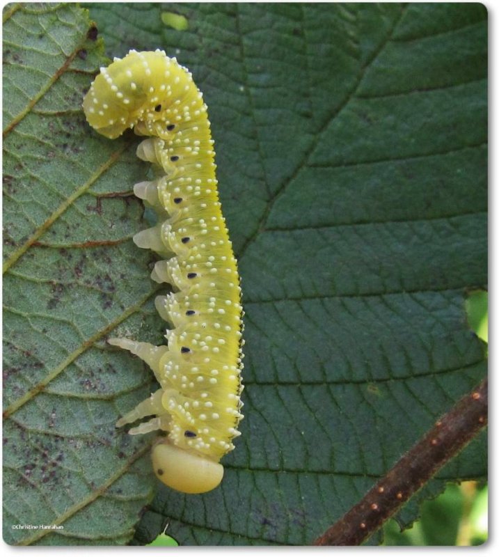 Elm sawfly larva (Cimbex americanus)