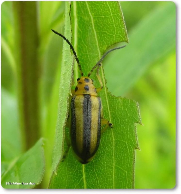 Goldenrod leaf beetle (<em>Trirhabda canadensis</em>)