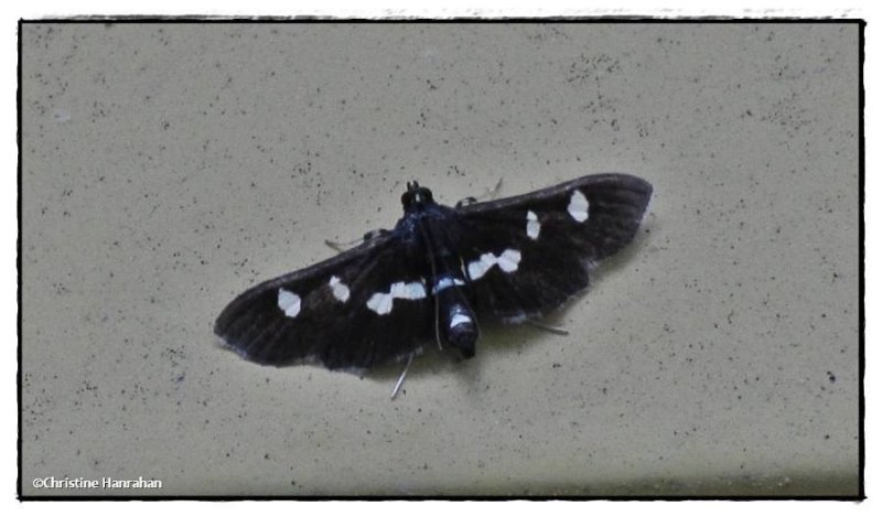 Grape leaffolder/leafroller moth (Desmia funeralis/maculalis) group