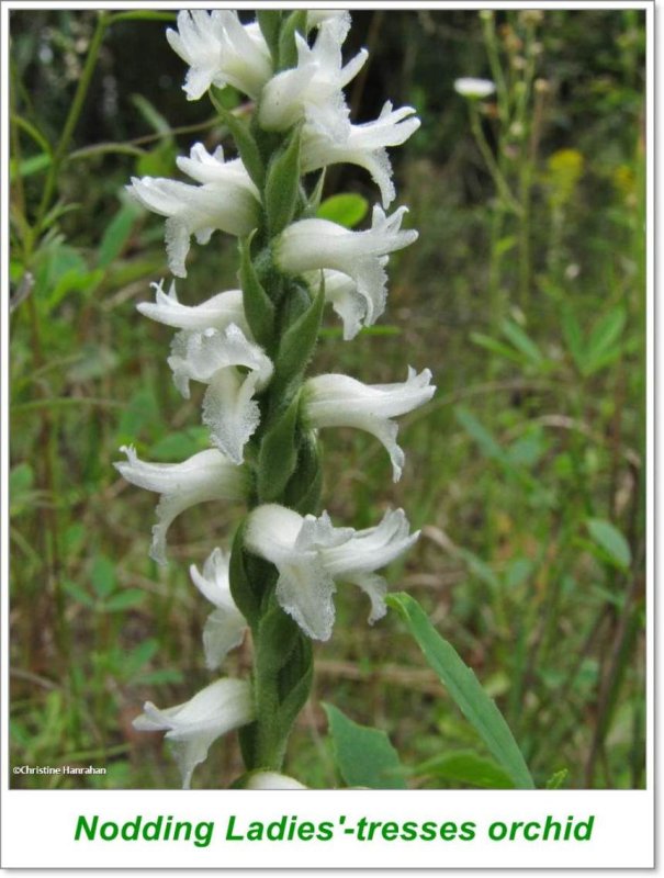 Nodding ladies'-tresses (Spiranthes cernua)