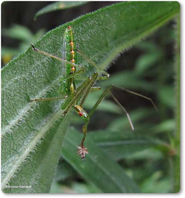 Assassin bug nymph (Zelus) with prey